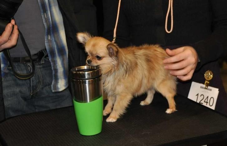 Chihuahua Eva (SOLGT) billede 20