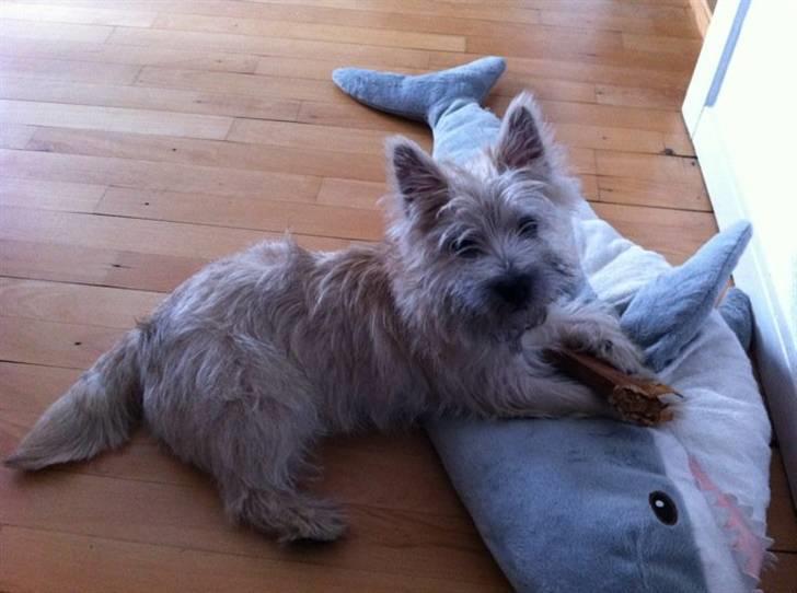 Cairn terrier Mika billede 13