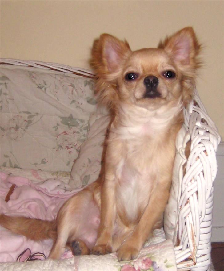 Chihuahua Rosa - 13/2-2011 billede 13