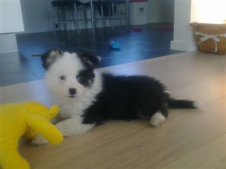 Islandsk fårehund Joey - Joey 8 uger.  billede 2