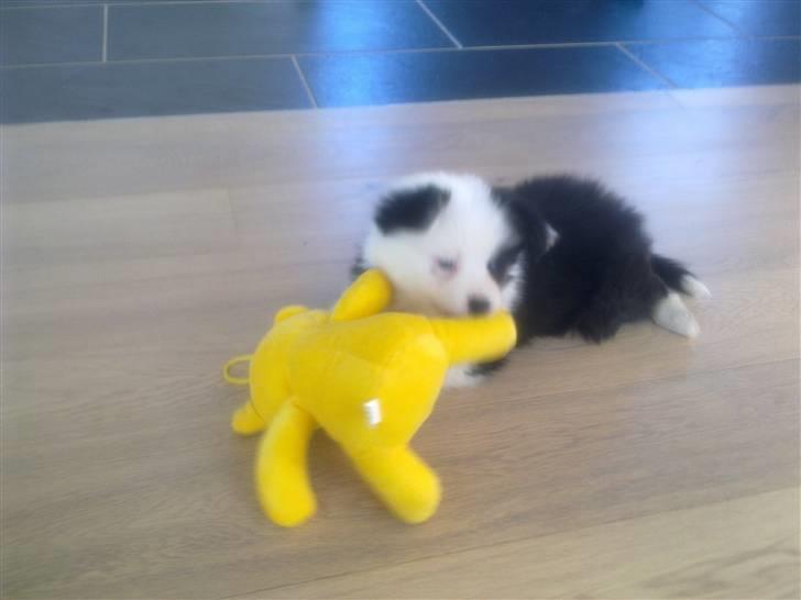 Islandsk fårehund Joey billede 3