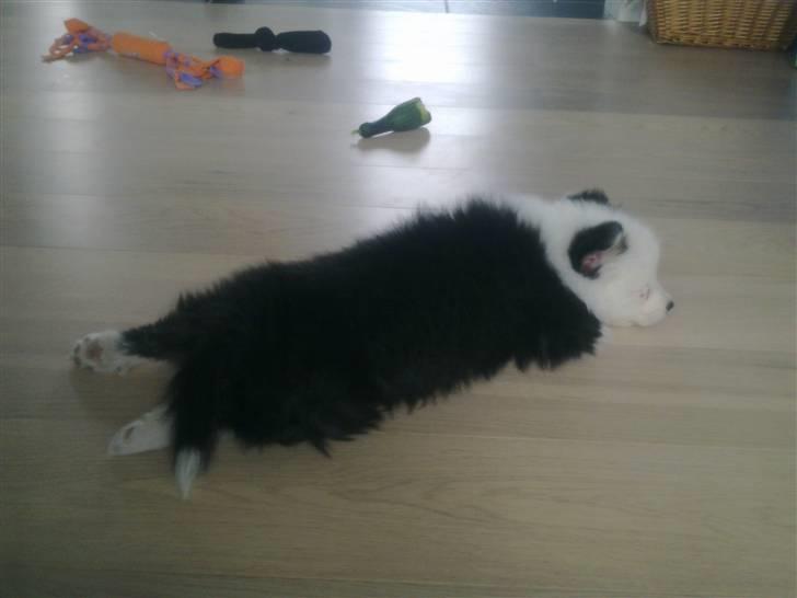 Islandsk fårehund Joey billede 4