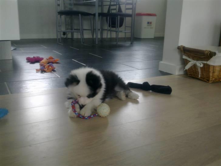 Islandsk fårehund Joey billede 5