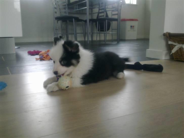 Islandsk fårehund Joey billede 6