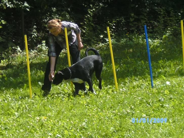 Blanding af racer Gringo billede 12