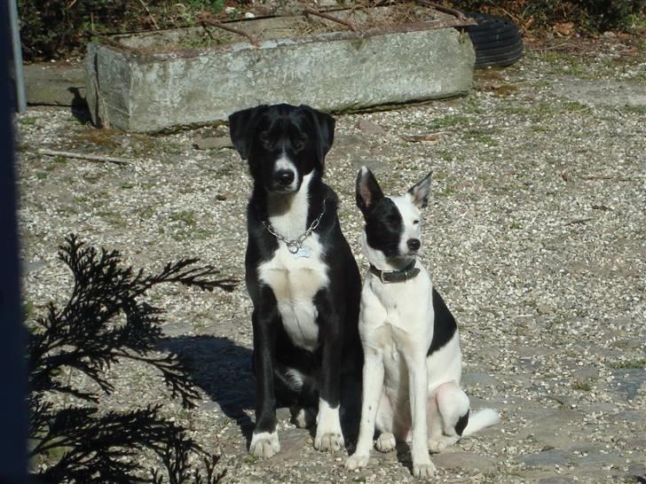 Blanding af racer Gringo billede 16