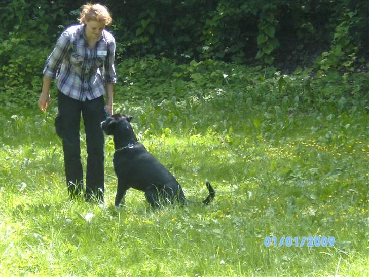 Blanding af racer Gringo billede 13