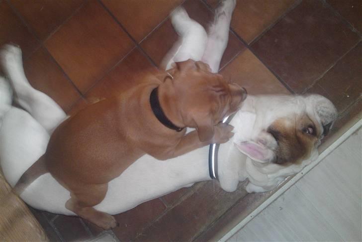 Staffordshire bull terrier Eigil  - Eigil og Otto i leg eller bare Eigil i leg på Otto:D  billede 7