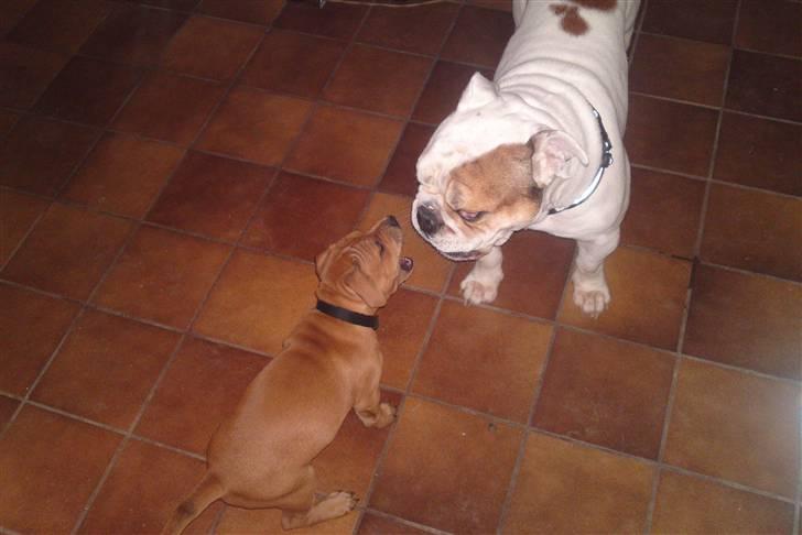 Staffordshire bull terrier Eigil  billede 8