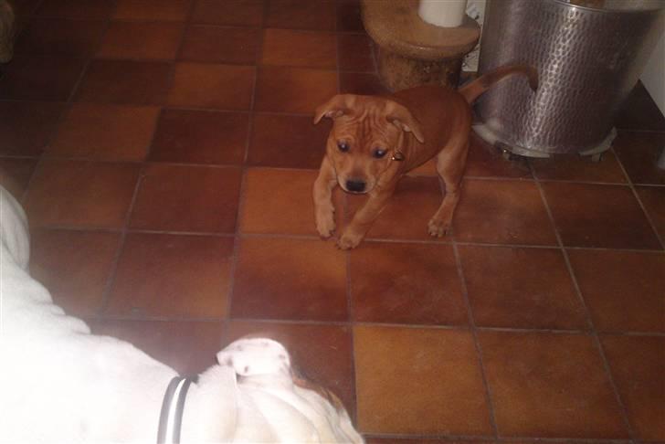 Staffordshire bull terrier Eigil  billede 9