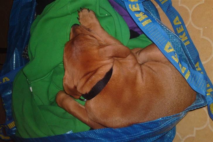 Staffordshire bull terrier Eigil  billede 10