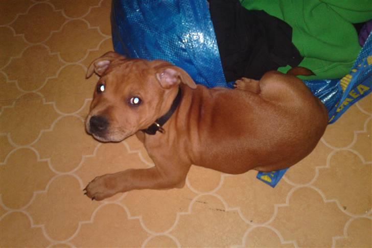 Staffordshire bull terrier Eigil  billede 11