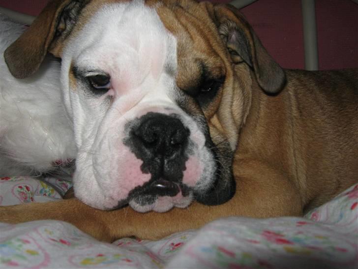 Olde english bulldogge Tyson billede 18