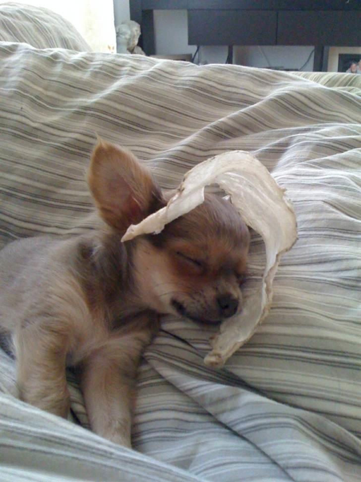 Chihuahua Tikus Le velour bleu billede 12