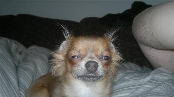 Chihuahua Tikus Le velour bleu billede 14