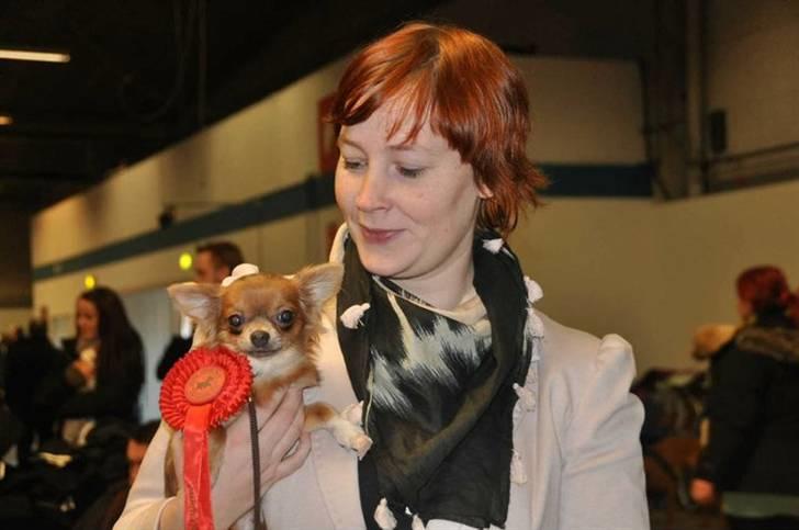 Chihuahua Tikus Le velour bleu - BIR hvalp fredericia 12.2.11 billede 16