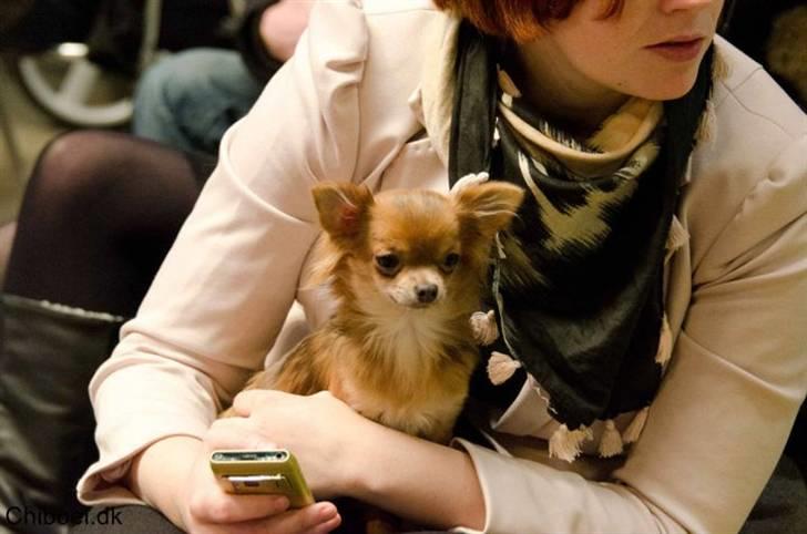 Chihuahua Tikus Le velour bleu billede 17