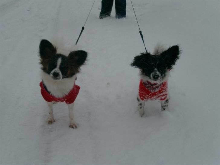 Papillon Klæstrupslunds Daisy - Pernille og Daisy på tur :) billede 9