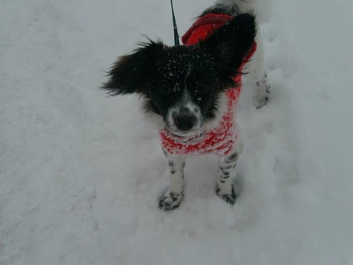 Papillon Klæstrupslunds Daisy - Begge Daisy´s øre er nu rejst :) billede 10