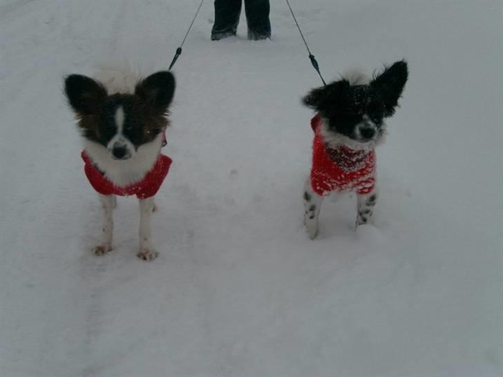 Papillon Klæstrupslunds Daisy billede 11