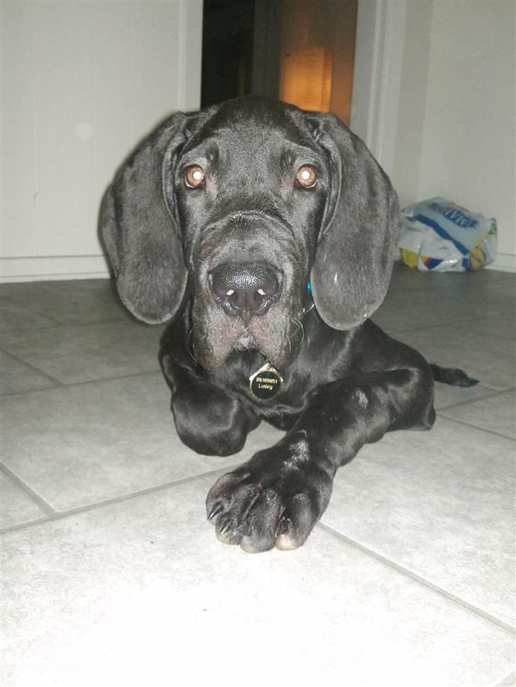 Grand danois Ludvig billede 1