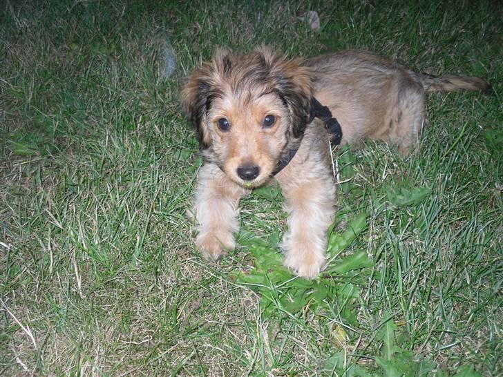 Blanding af racer peanut billede 1