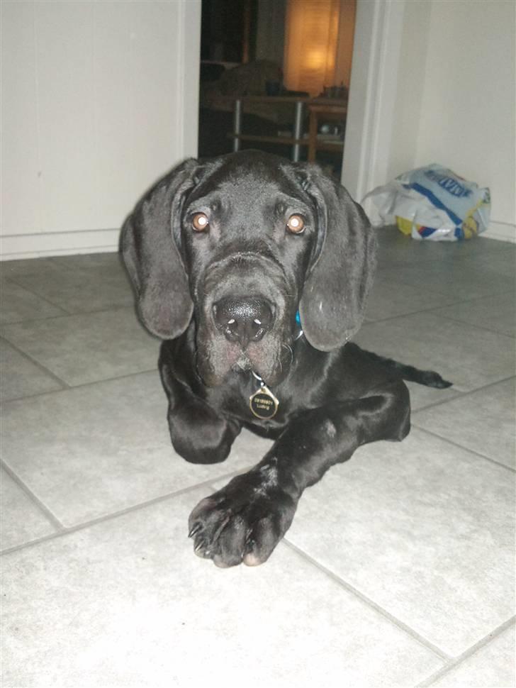 Grand danois Ludvig billede 2