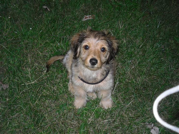 Blanding af racer peanut billede 2