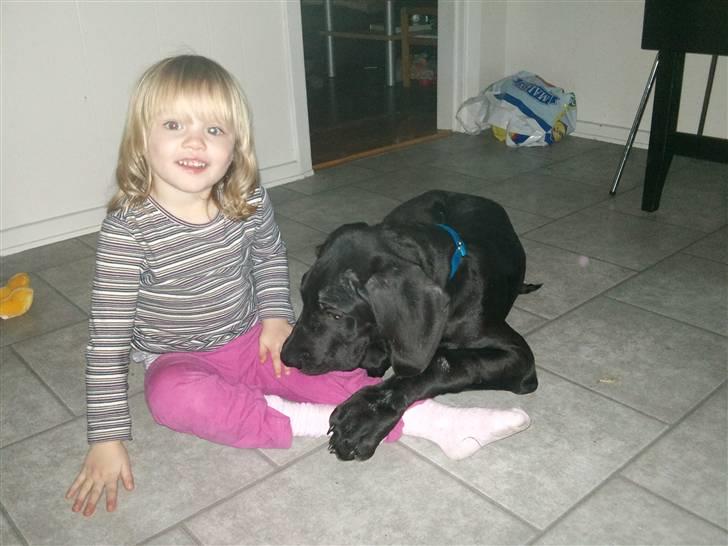 Grand danois Ludvig billede 3