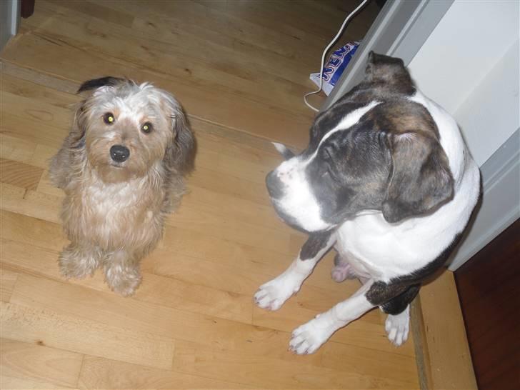 Blanding af racer peanut billede 3