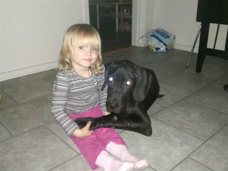 Grand danois Ludvig billede 4