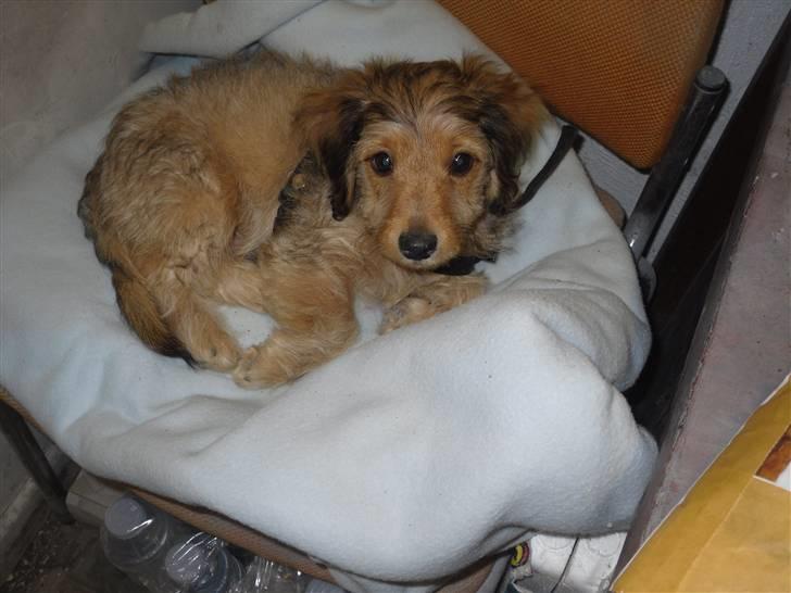 Blanding af racer peanut billede 4