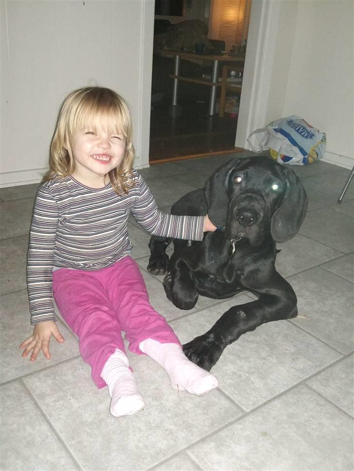 Grand danois Ludvig billede 5