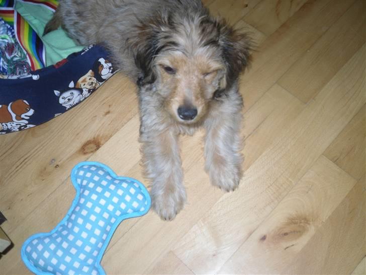 Blanding af racer peanut billede 5