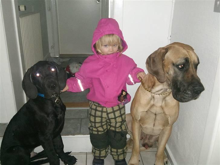 Grand danois Ludvig billede 6