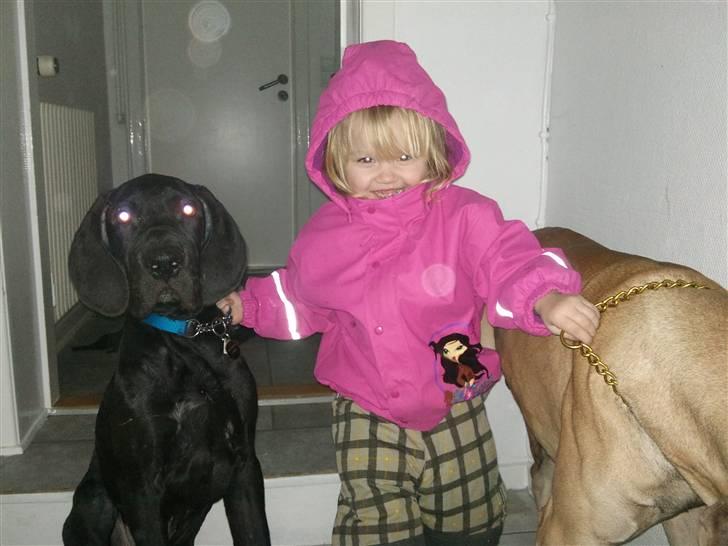 Grand danois Ludvig billede 7