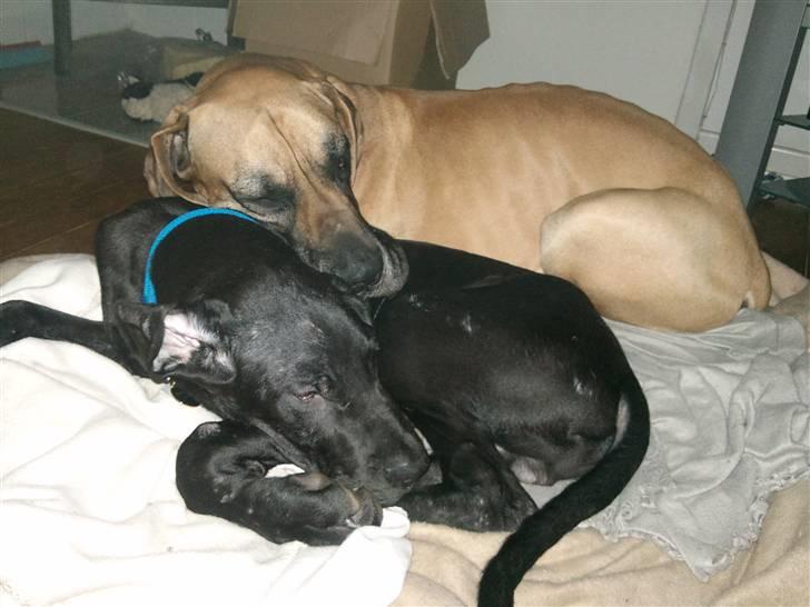 Grand danois Ludvig billede 8