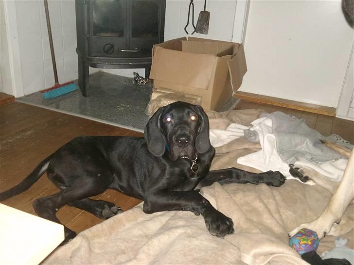 Grand danois Ludvig billede 9