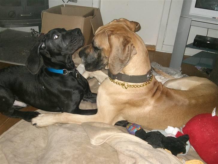 Grand danois Ludvig billede 10