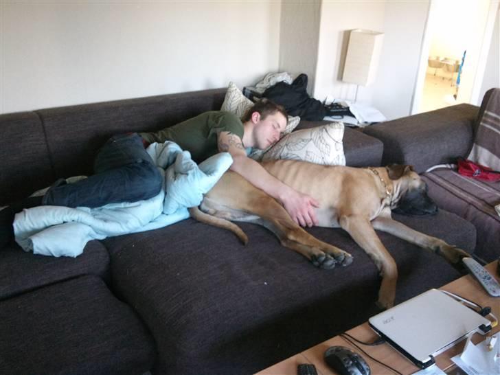 Grand danois Carlo billede 10