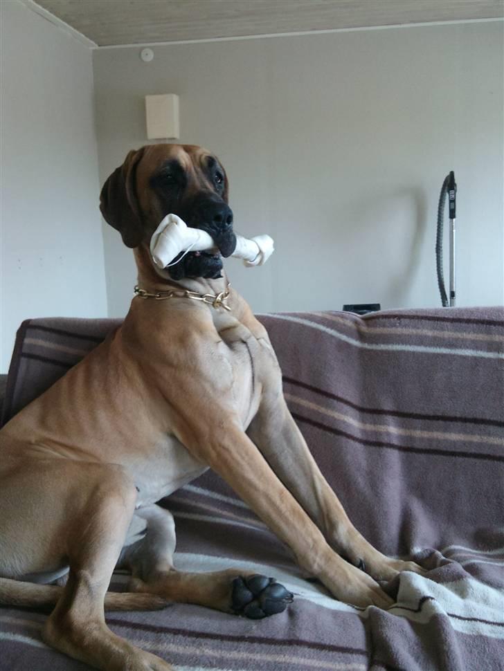 Grand danois Carlo billede 11