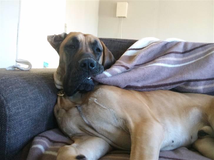 Grand danois Carlo billede 12