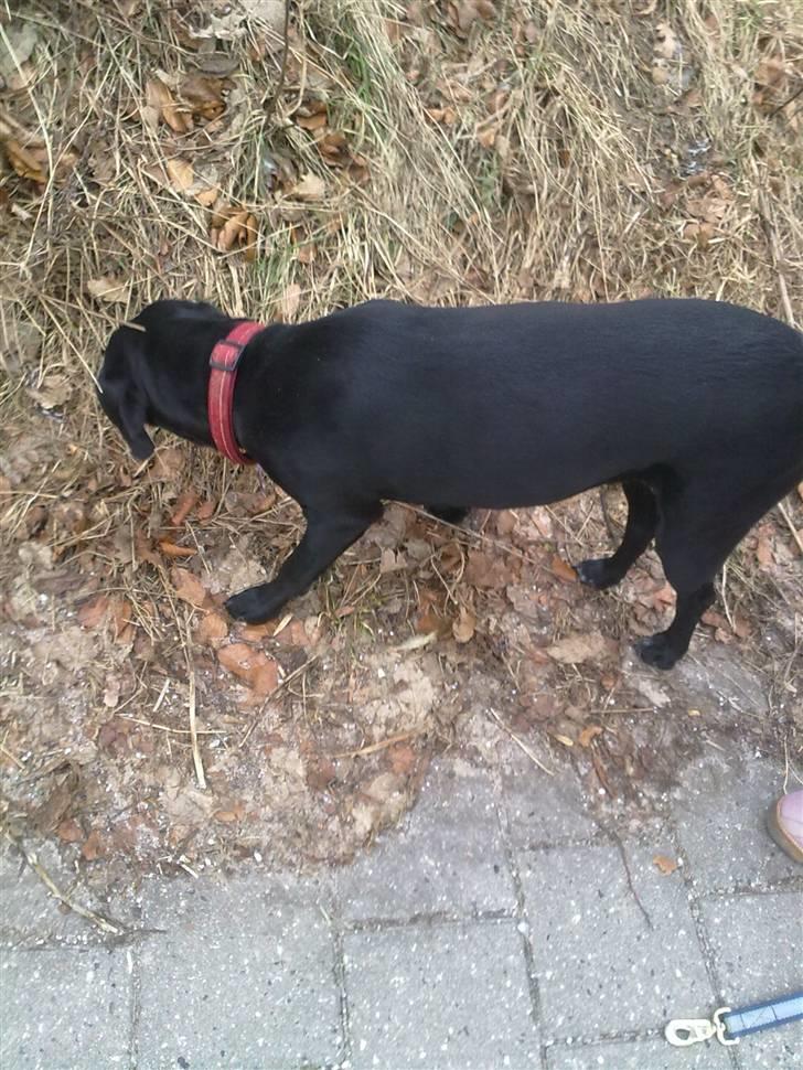 Blanding af racer Freja<'3 billede 18