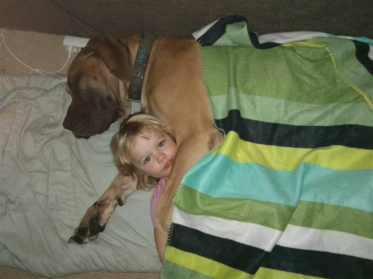 Grand danois Carlo billede 13