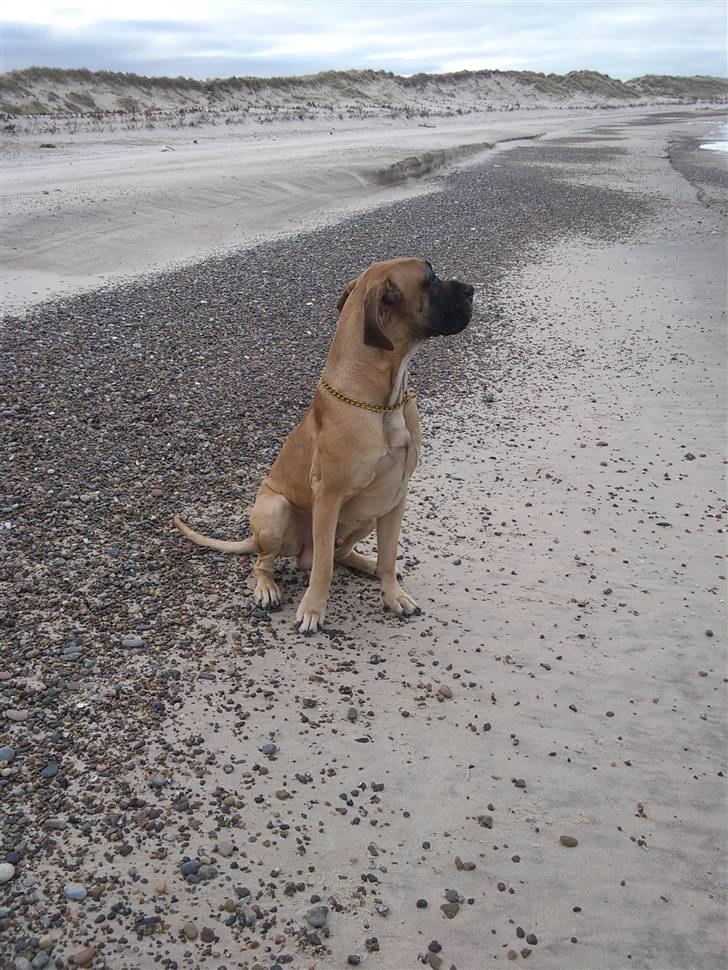 Grand danois Carlo billede 14