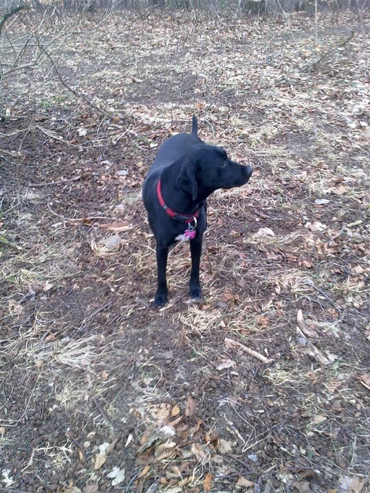 Blanding af racer Freja<'3 billede 19