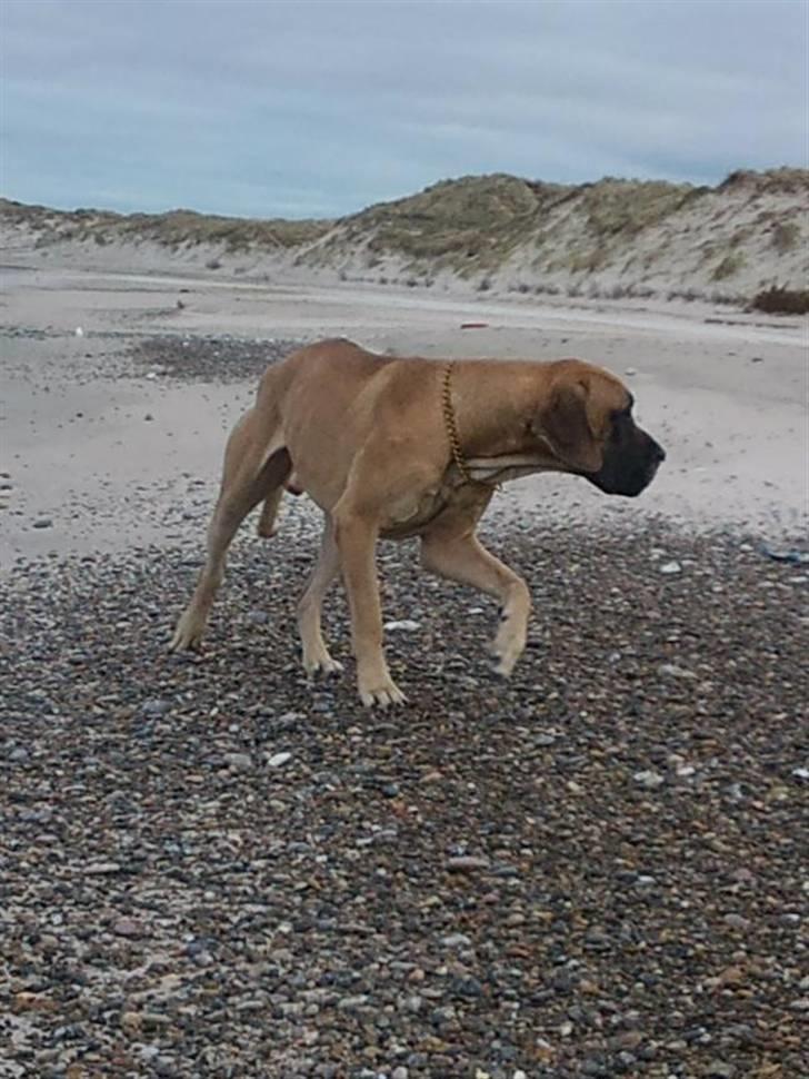 Grand danois Carlo billede 15