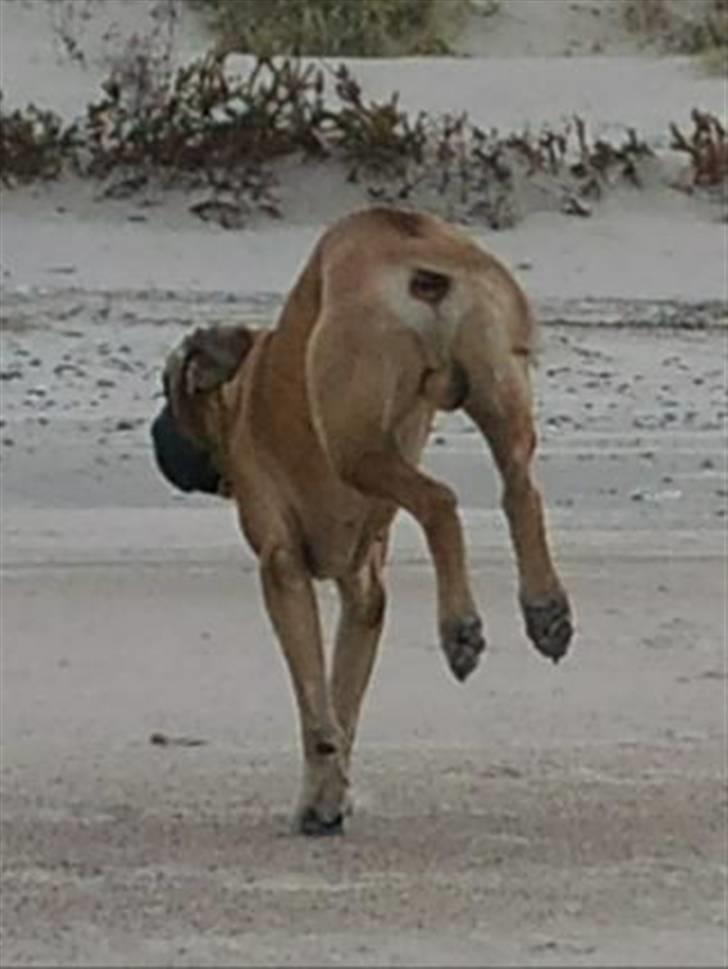 Grand danois Carlo billede 16