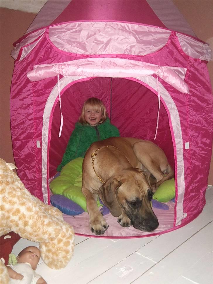 Grand danois Carlo billede 17