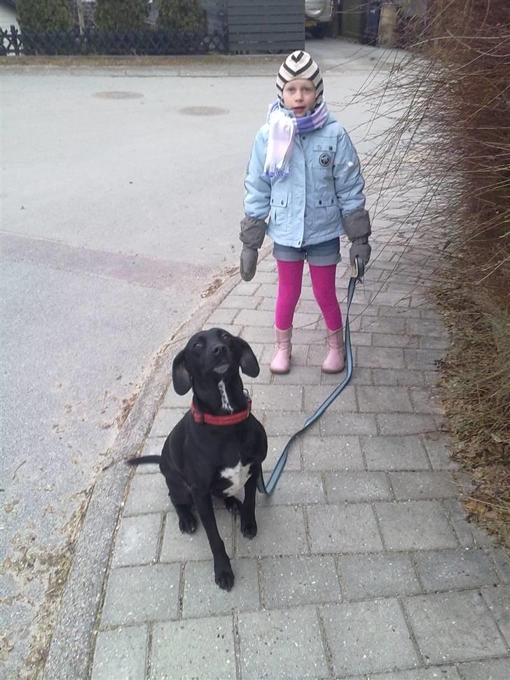 Blanding af racer Freja<'3 billede 20